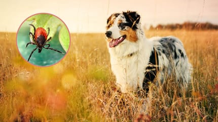 cane morso da zecca