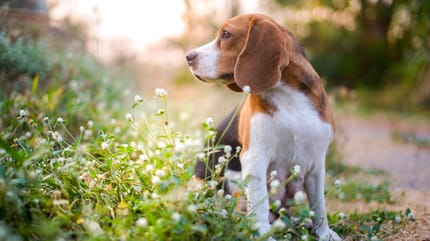 cane punto da processionaria