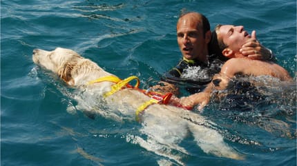 cani da salvataggio in acqua