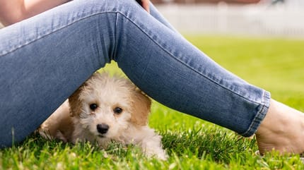 Cani di piccola taglia da compagnia