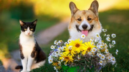 cani e gatti in Primavera