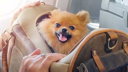 cani in aereo