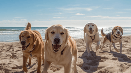 cani in spiaggia