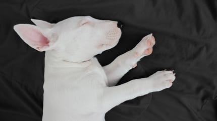 cani terrier