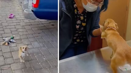 Captures de la vidéo