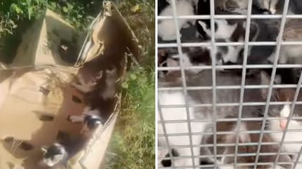 Captures de la vidéo des chatons
