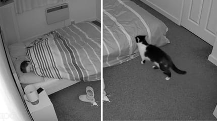 Captures de la vidéo des chats