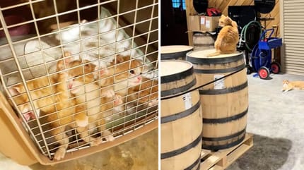 Captures de la vidéo des chats