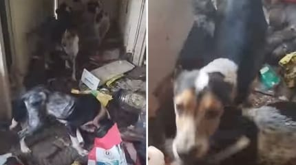 Captures de la vidéo des chiens