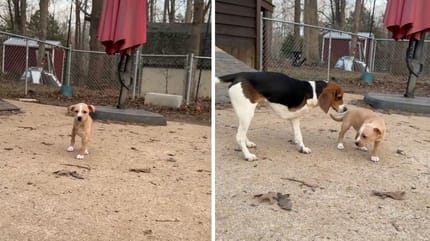 Captures de la vidéo des deux chiens