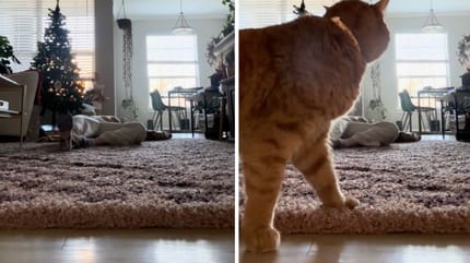 Captures de la vidéo du chat