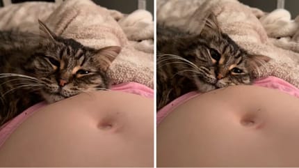 Captures de la vidéo du chat