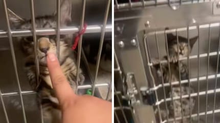 Captures de la vidéo du chat