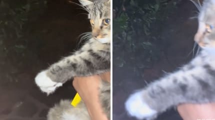 gatto in braccio al padrone quando piove