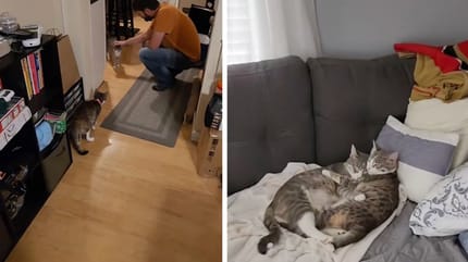 Captures de la vidéo du chaton