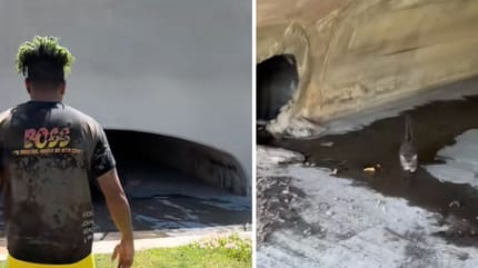 Captures de la vidéo du chaton