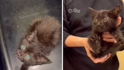 Captures de la vidéo du chaton