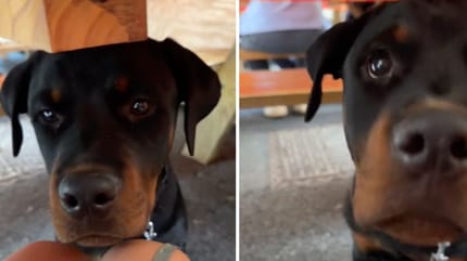 Captures de la vidéo du chien