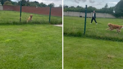 Screenshot van de video van de hond