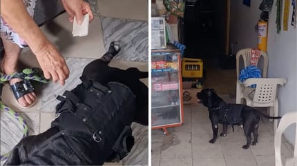 Captures de la vidéo du chien