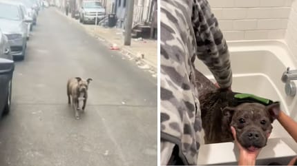 Captures de la vidéo du chien