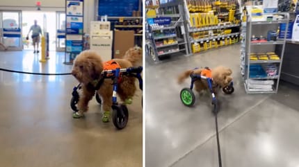 Captures de la vidéo du chien
