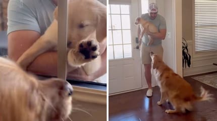 Captures de la vidéo du chien