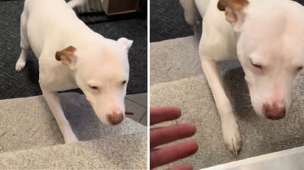 Captures de la vidéo du chien
