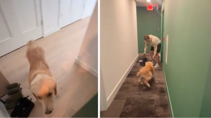 Captures de la vidéo du chien