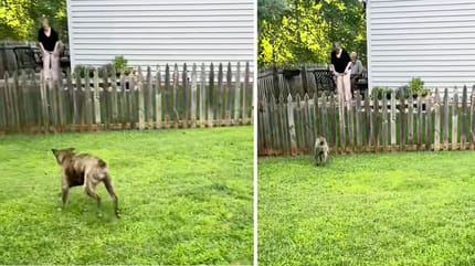 Captures de la vidéo du chien