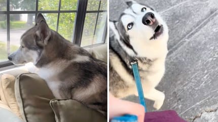 Captures de la vidéo du chien