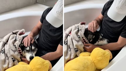 Bilder aus dem Hundevideo