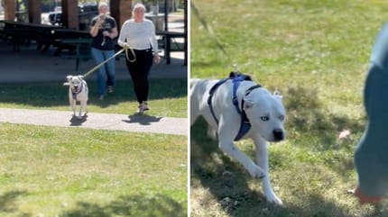 Screenshots from the dog video