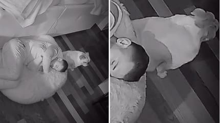 Screenshots from the dog video