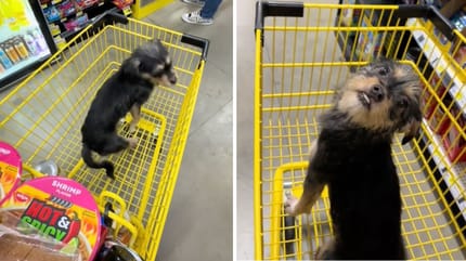 Szenen aus dem Video mit dem Hund