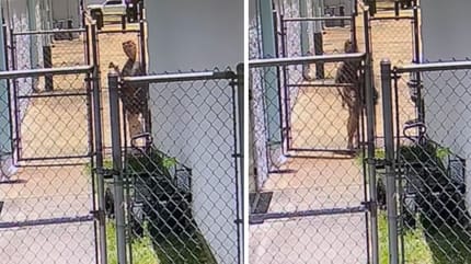 Videoaufnahmen des ausgesetzten Hundes