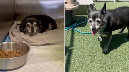 Captures de la vidéo du chien dans sa cage de refuge