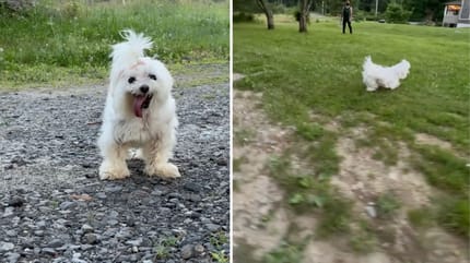 Captures de la vidéo du chien qui court comme un chiot