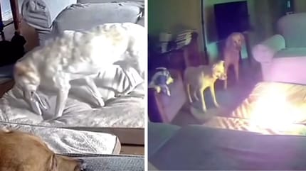 cane che appicca involontariamente il fuoco in casa