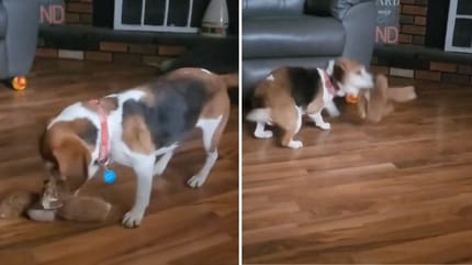 Stills from the video of the dog discovering his toy for the first time