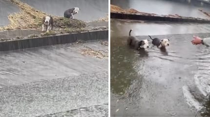 Captures de la vidéo du sauvetage des chiens