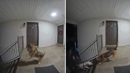 Screenshots aus dem TikTok-Video des Hundes
