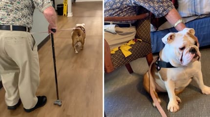Captures de la vidéo TikTok du chien bulldog et du grand-père