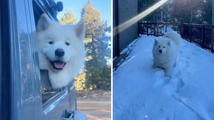 Cane scopre la montagna