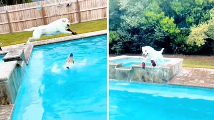 Captures de la vidéo TikTok du chien qui saute dans la piscine