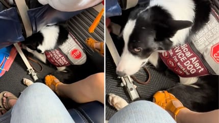 Captures de la vidéo TikTok du chien sous le siège d'avion