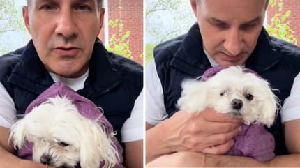 Capturas del vídeo de TikTok del veterinario y del perro