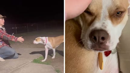 Captures des vidéos de la chienne
