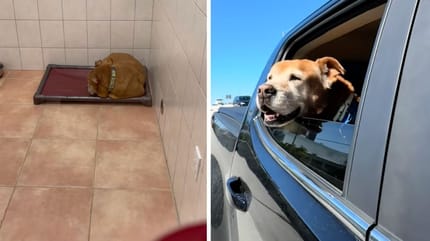 Captures des vidéos du chien