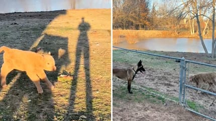 Captures des vidéos TikTok du chien et du veau